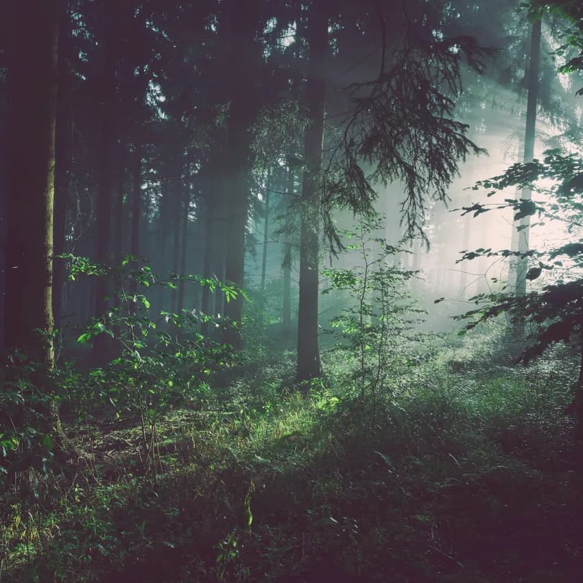 Placeholder artwork: a misty forest under violet and blue light